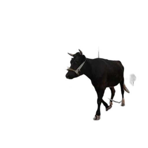 animal, hat, creature, weapon transparent PNG cut-out