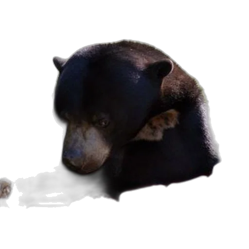 animal, creature, staff, food transparent PNG cut-out