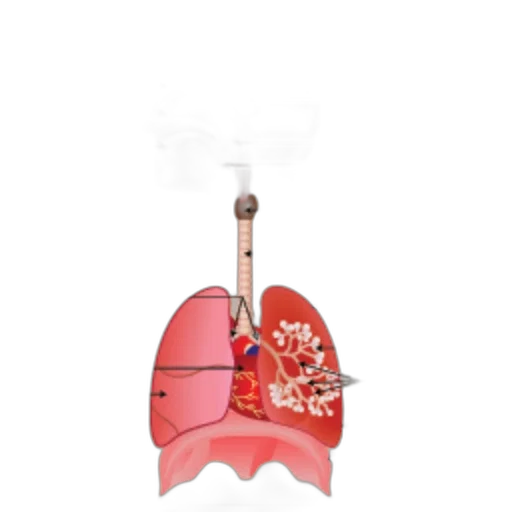 anatomical, diagram, human, respiratory transparent PNG cut-out