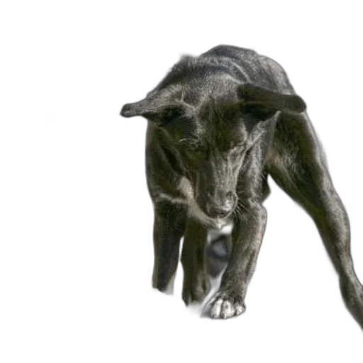 animal, creature, dragon, staff transparent PNG cut-out