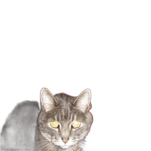 animal, creature, staff, face transparent PNG cut-out