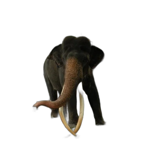 animal, staff, creature, jewelry transparent PNG cut-out