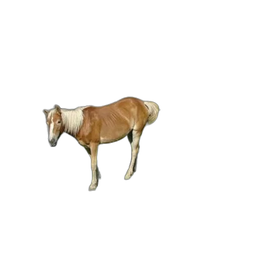 animal, creature, furniture, jewelry transparent PNG cut-out