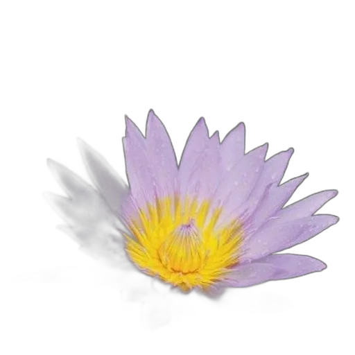 flower, crown, jewelry, staff transparent PNG cut-out