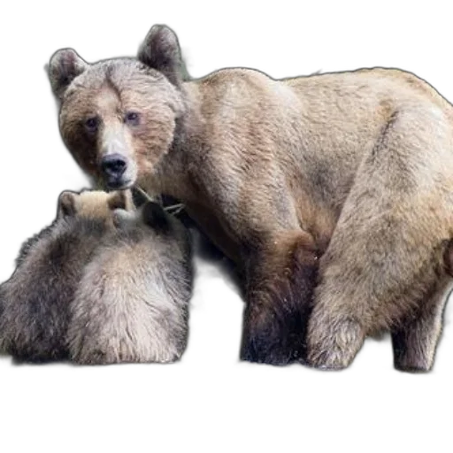animal, creature, photorealistic, concept art transparent PNG cut-out