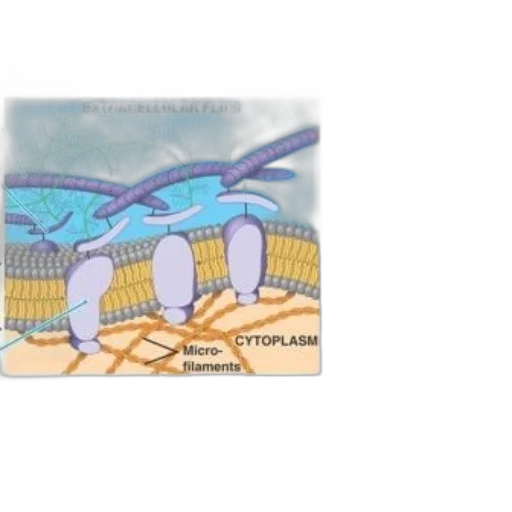 illustration, extracellular, matrix, ecm transparent PNG cut-out