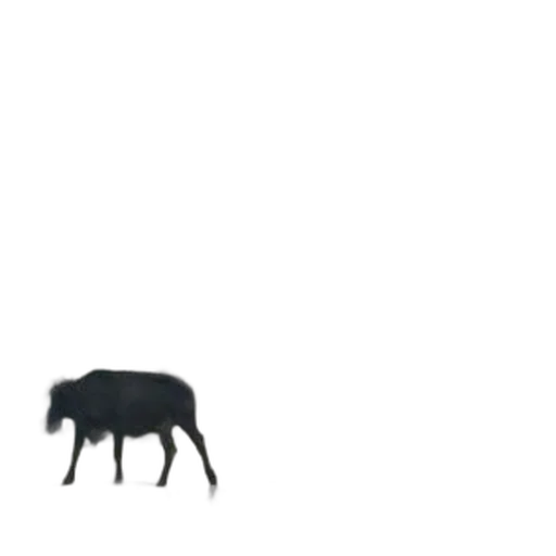 animal, creature, furniture, hair transparent PNG cut-out