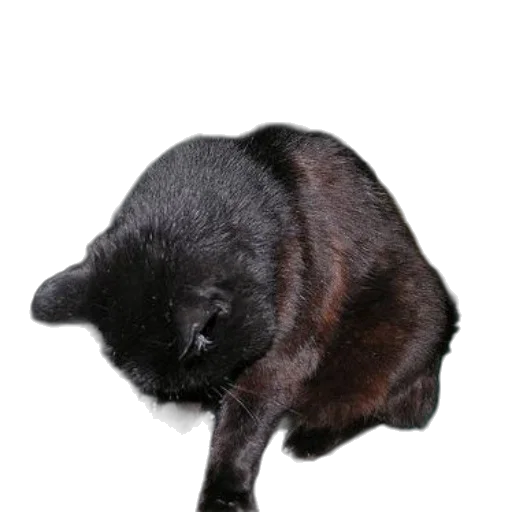 animal, staff, creature, hat transparent PNG cut-out