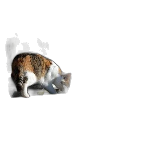 animal, creature, weapon, food transparent PNG cut-out