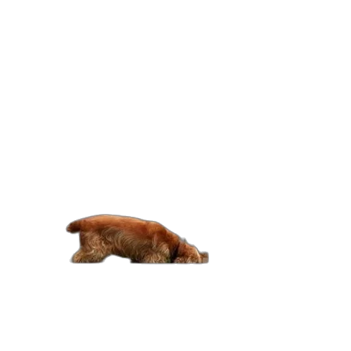 animal, creature, food, shoes transparent PNG cut-out