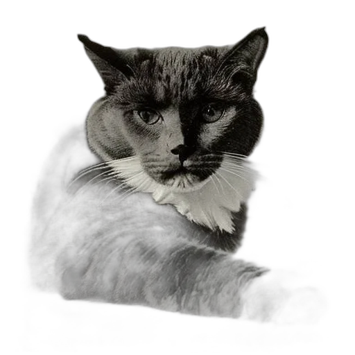 animal, staff, face, creature transparent PNG cut-out
