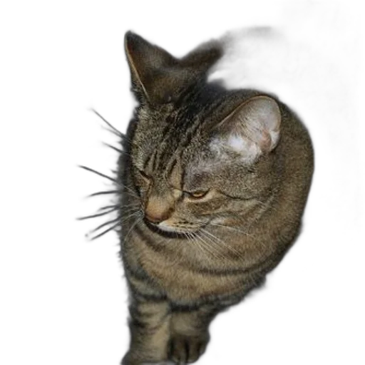 staff, animal, creature, face transparent PNG cut-out