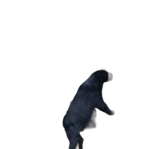 animal, creature, staff, shoes transparent PNG cut-out