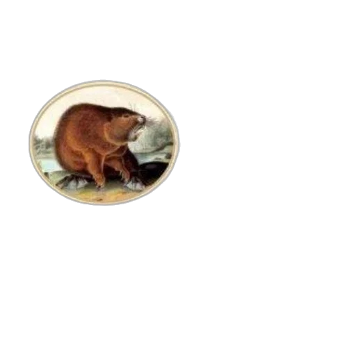 animal, food, creature, hat transparent PNG cut-out