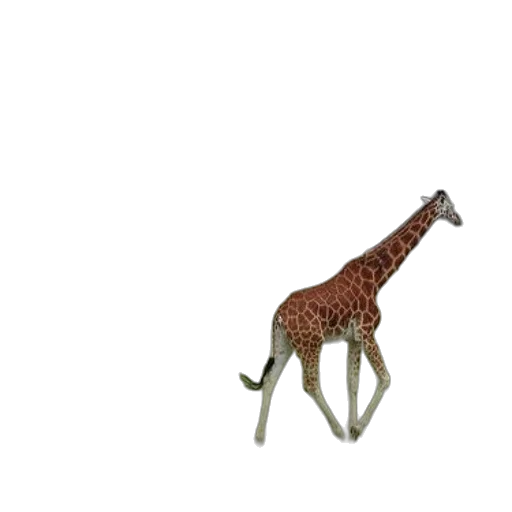 animal, creature, umbrella, furniture transparent PNG cut-out