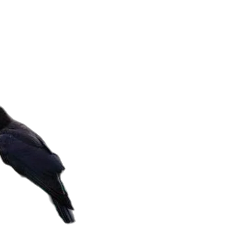 shoes, animal, umbrella, hair transparent PNG cut-out