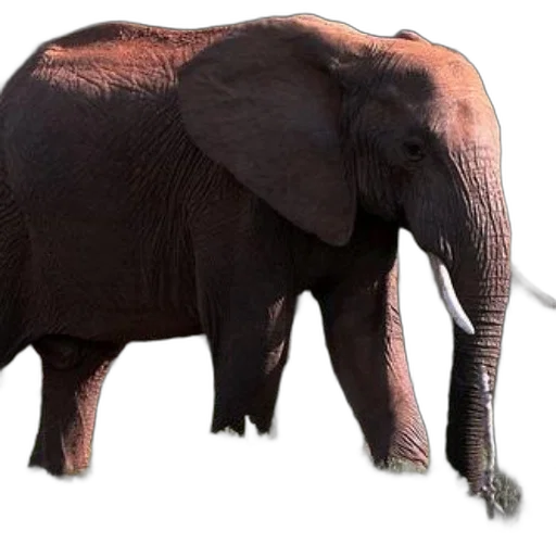 animal, creature, staff, weapon transparent PNG cut-out