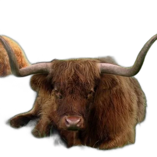 animal, hat, creature, weapon transparent PNG cut-out