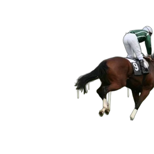 animal, photorealistic, 3d render, jockey transparent PNG cut-out
