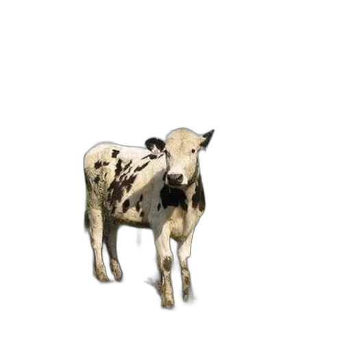 animal, jewelry, creature, food transparent PNG cut-out