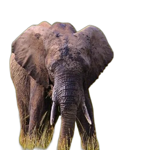 animal, creature, umbrella, weapon transparent PNG cut-out