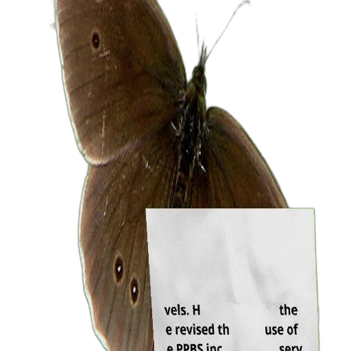 umbrella, animal, staff, creature transparent PNG cut-out