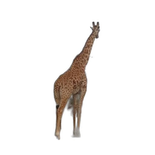 animal, creature, staff, hat transparent PNG cut-out