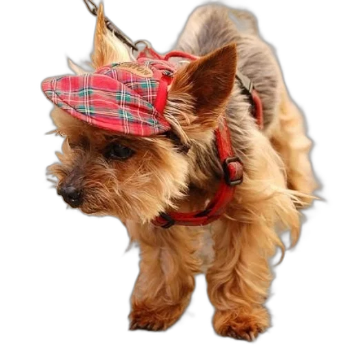 hat, animal, staff, small transparent PNG cut-out