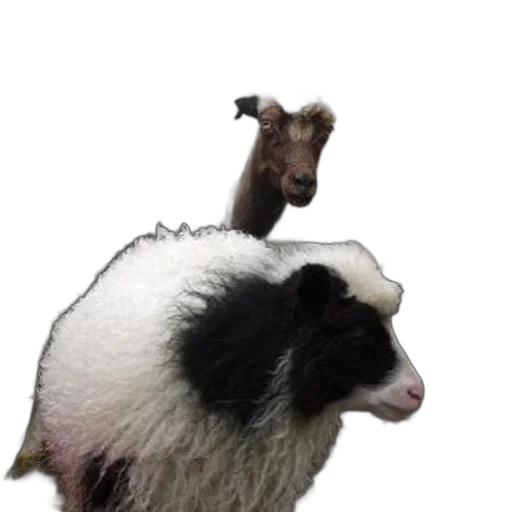 animal, creature, hat, hair transparent PNG cut-out