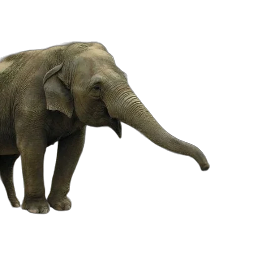 animal, creature, 3d render, photorealistic transparent PNG cut-out