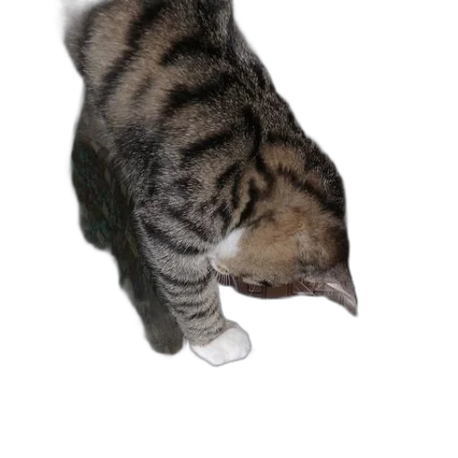 staff, animal, shoes, creature transparent PNG cut-out