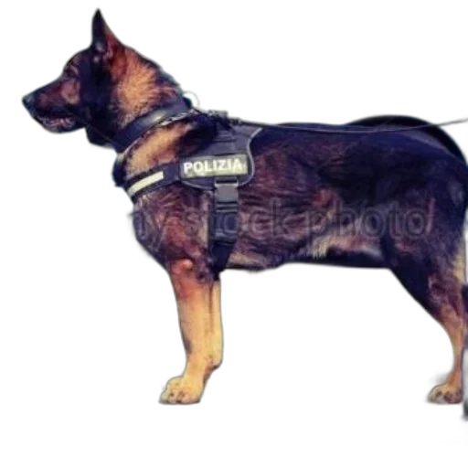 animal, staff, weapon, concept art transparent PNG cut-out