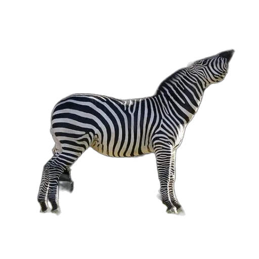 animal, creature, furniture, staff transparent PNG cut-out