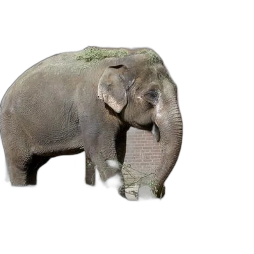 animal, creature, hat, face transparent PNG cut-out