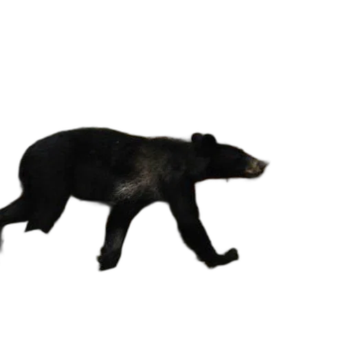 animal, creature, staff, hair transparent PNG cut-out