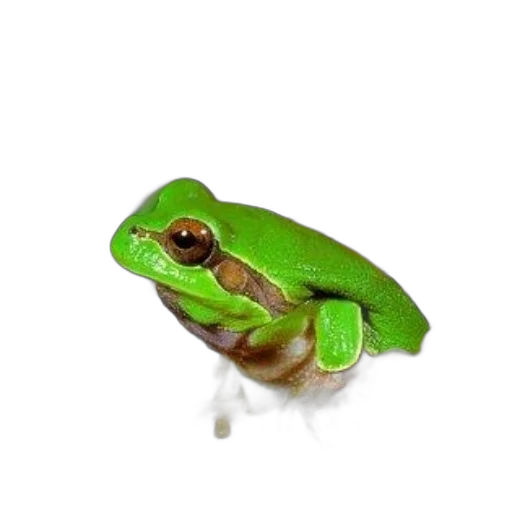 animal, hat, creature, staff transparent PNG cut-out