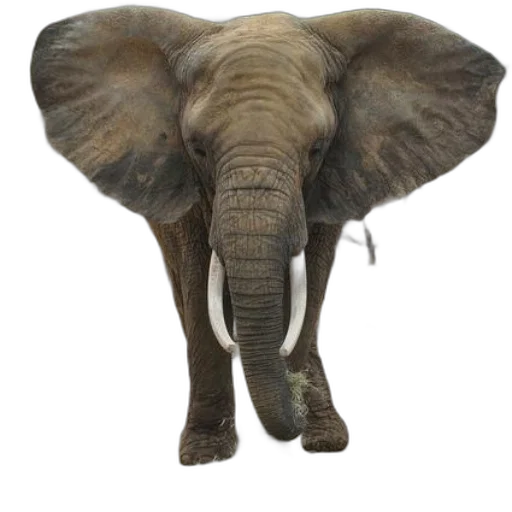 animal, creature, hat, staff transparent PNG cut-out