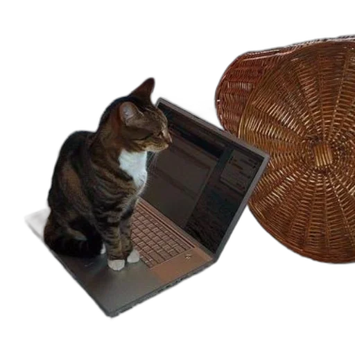 furniture, animal, hat, staff transparent PNG cut-out