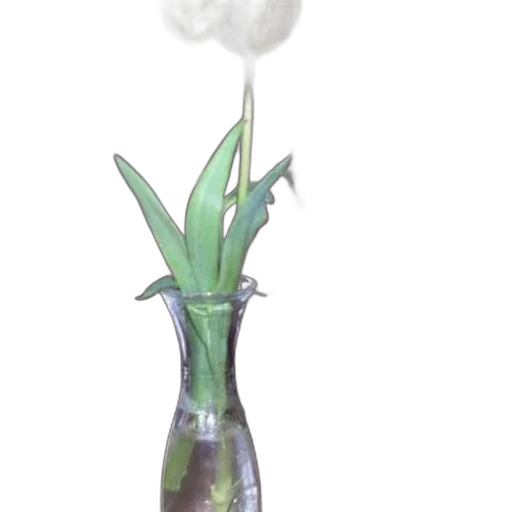 bottle, staff, flower, umbrella transparent PNG cut-out