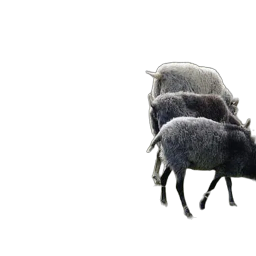 animal, creature, hat, hair transparent PNG cut-out