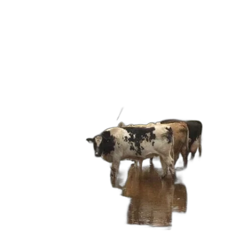 animal, robot, creature, crown transparent PNG cut-out
