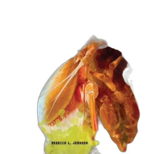 food, mask, animal, bottle transparent PNG cut-out