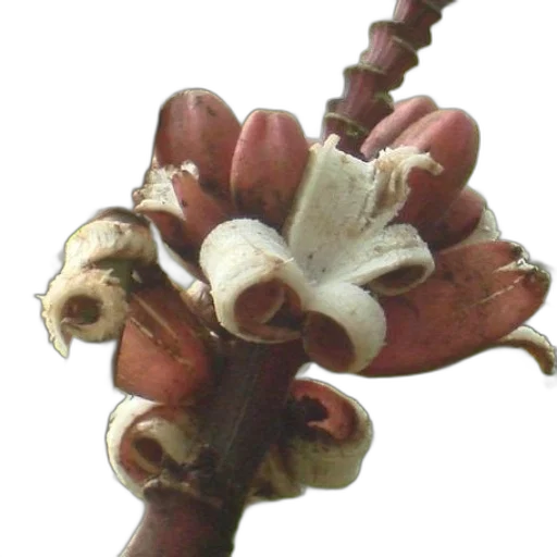 flower, crown, jewelry, staff transparent PNG cut-out