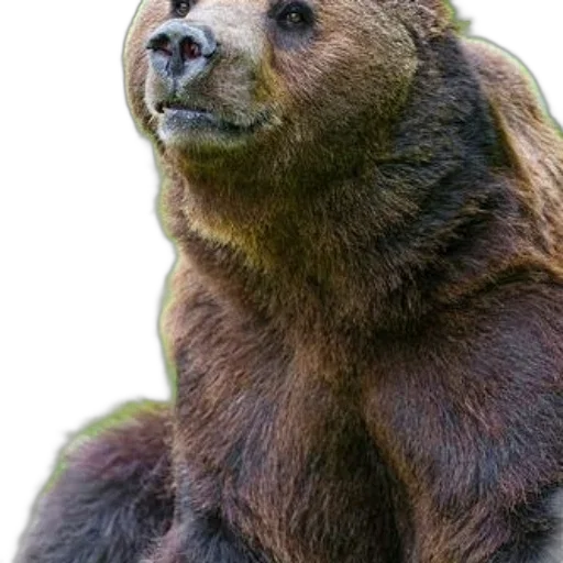 animal, creature, face, staff transparent PNG cut-out