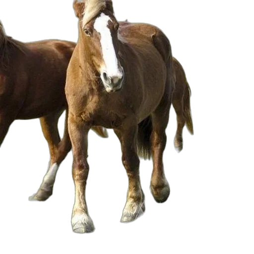 animal, shoes, hair, hat transparent PNG cut-out