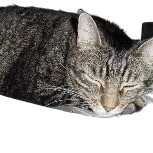 hat, staff, animal, shoes transparent PNG cut-out