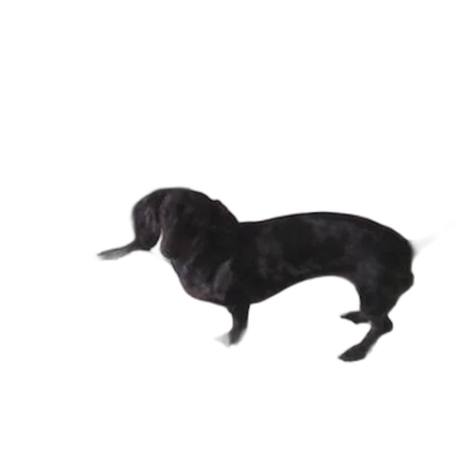 animal, creature, staff, hat transparent PNG cut-out
