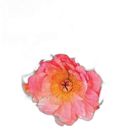 flower, jewelry, crown, staff transparent PNG cut-out