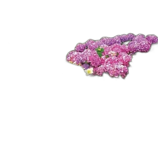 flower, crown, jewelry, weapon transparent PNG cut-out