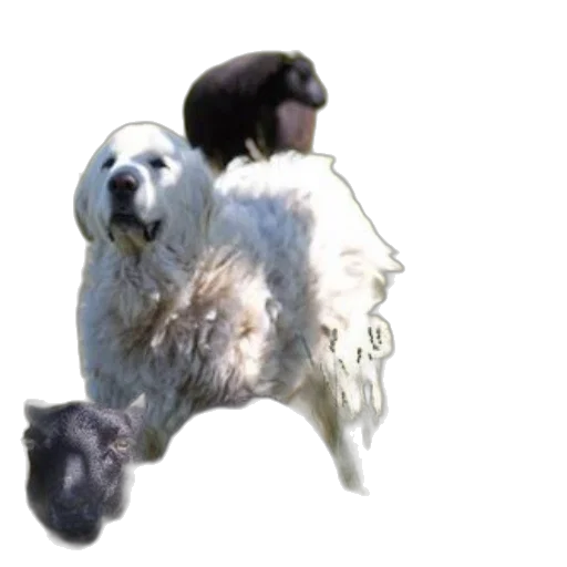 animal, creature, hair, staff transparent PNG cut-out